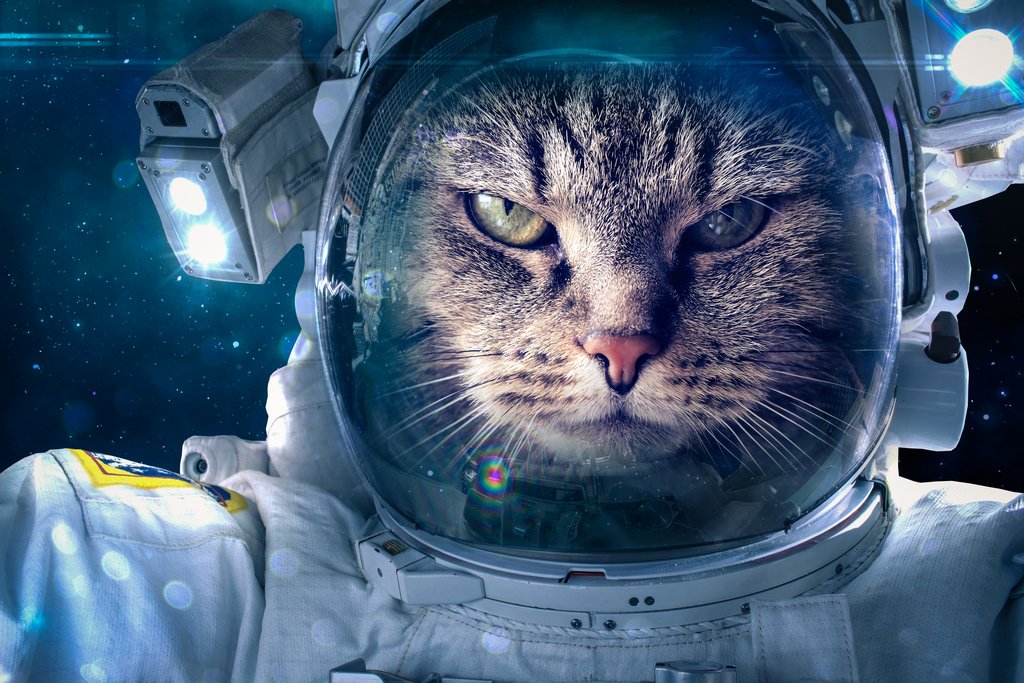 Amazon.com: Cat in Outer Space Astronaut Suit Photo Cool Wall Art